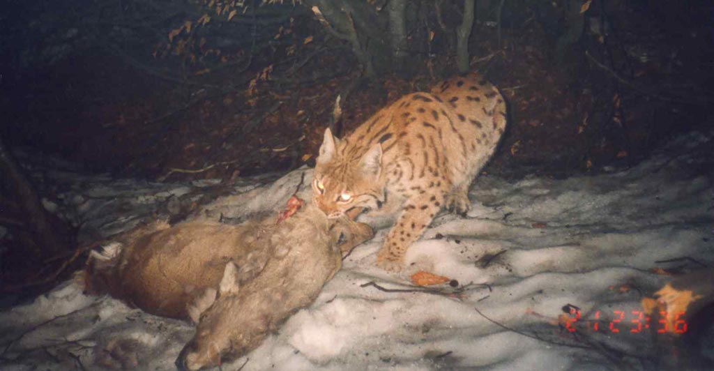 La lince nell'' Appennino centrale